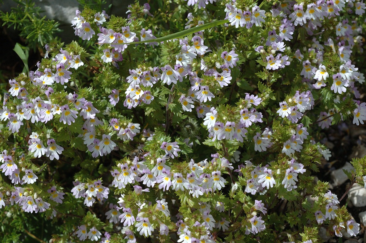 Euphrasia alpina